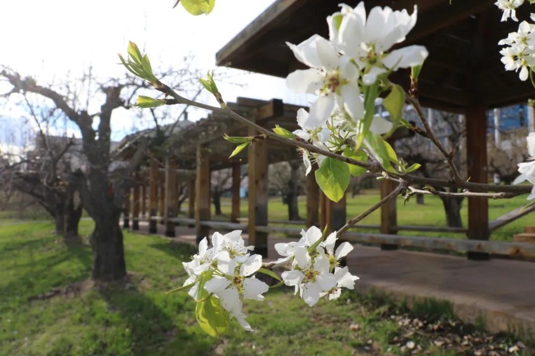 延边大学2020级新生开始报到,延边大学让家长送大一新生进学校