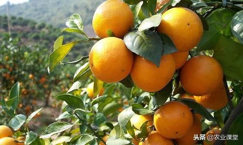 冬季清园修剪柑橘,柑橘清园修剪视频