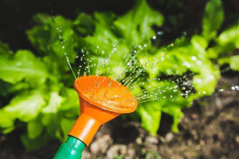 月季水浇多了黄叶了咋办,月季水浇多了嫩芽打蔫怎么办