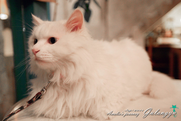 厦门鼓浪屿旅游全攻略,厦门鼓浪屿登岛全攻略