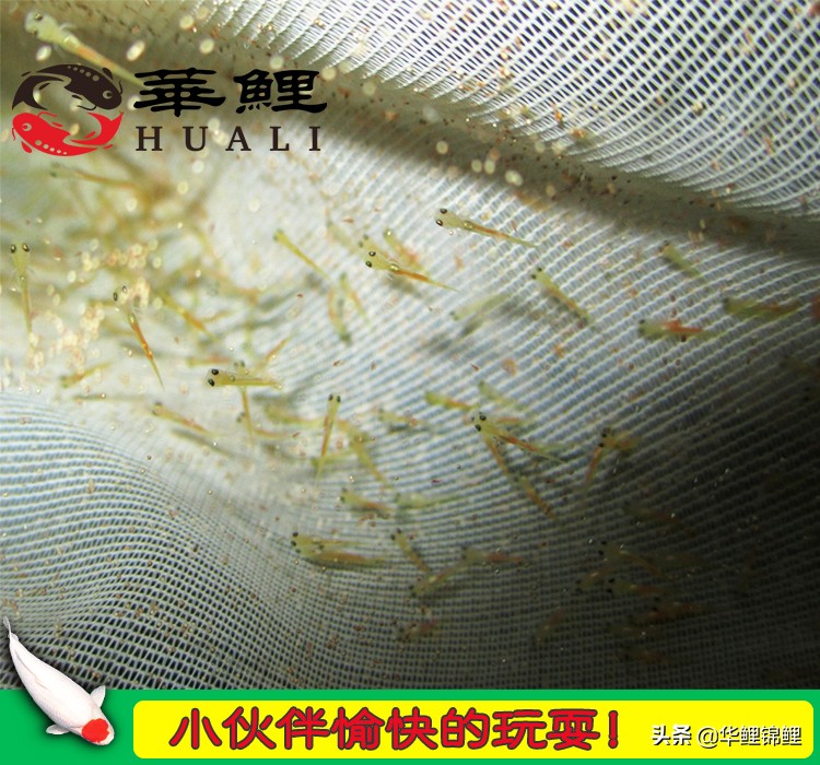 锦鲤水花鱼养殖方法,锦鲤鱼苗水花怎么养