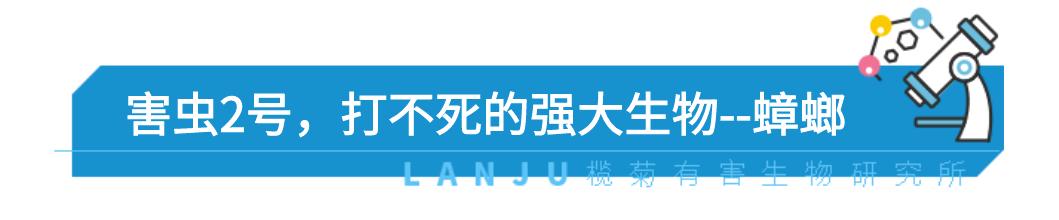 防止毒虫叮咬的最好方法,毒虫叮咬后的救命方法