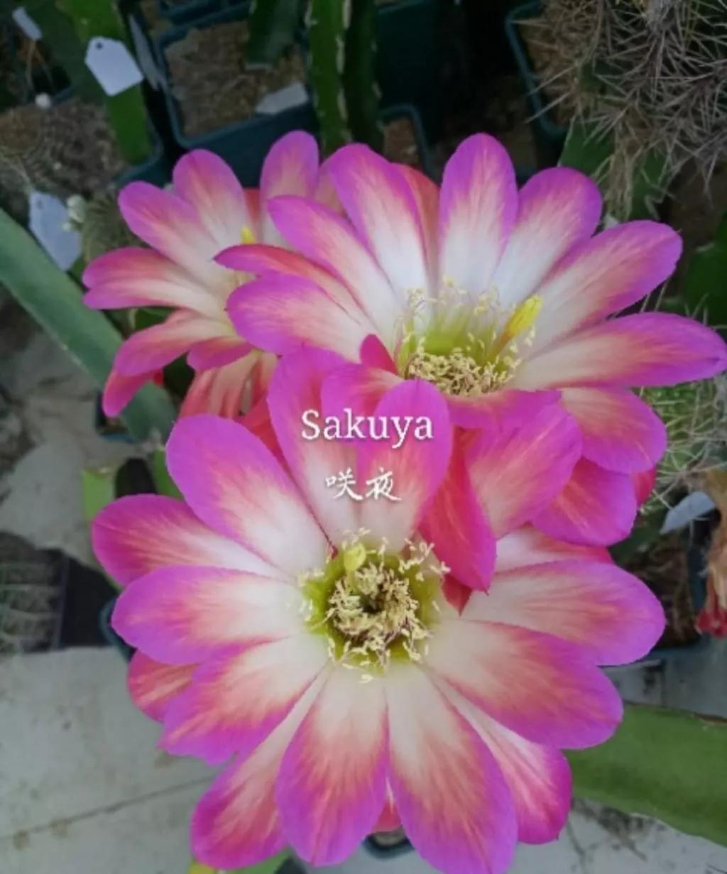100种仙人球开花图鉴，平时丑丑的它们，开起花来，惊艳