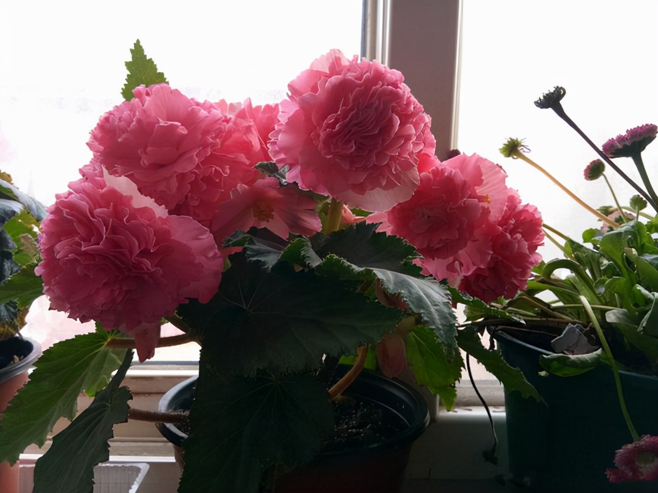 懒人也可以养的盆栽好看又耐活,养不死的盆栽植物排名