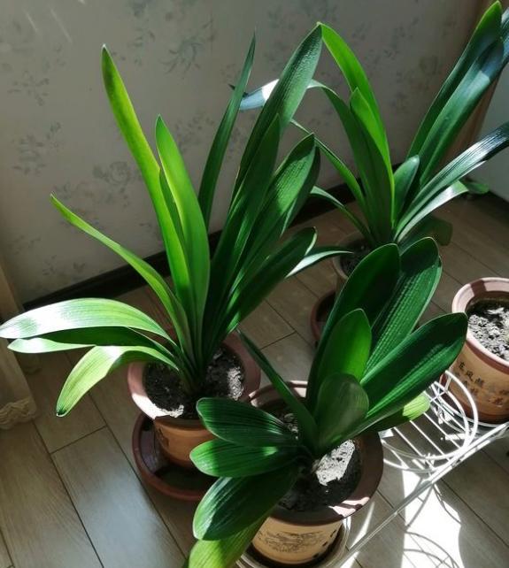 8月份能给君子兰换盆的正确方法,君子兰换盆以后都有哪些服盆方法