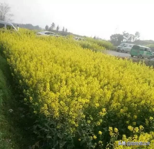 希尔寨，花的世界，花的海洋