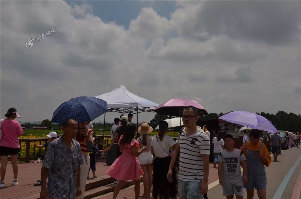 成都空港花田什么时候去最好看,双流空港花田这两天去好耍不