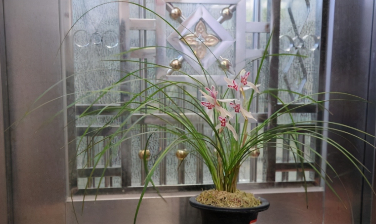 十三种最值得买的兰花黑马,最掉价的六种兰花