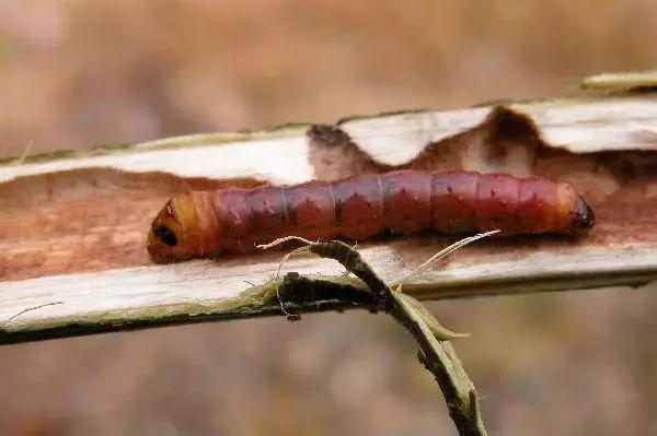 柑橘害虫及危害部位图,柑橘常见害虫高清图谱