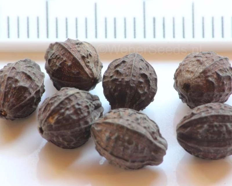 像地雷一样的花种子,俗称地雷的植物