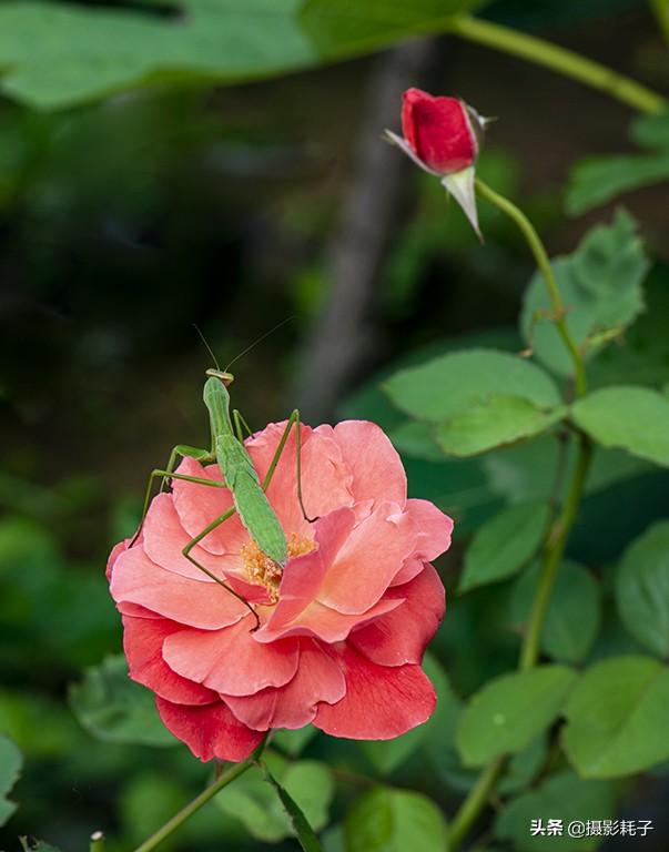引以为傲的螳螂,勇敢的螳螂