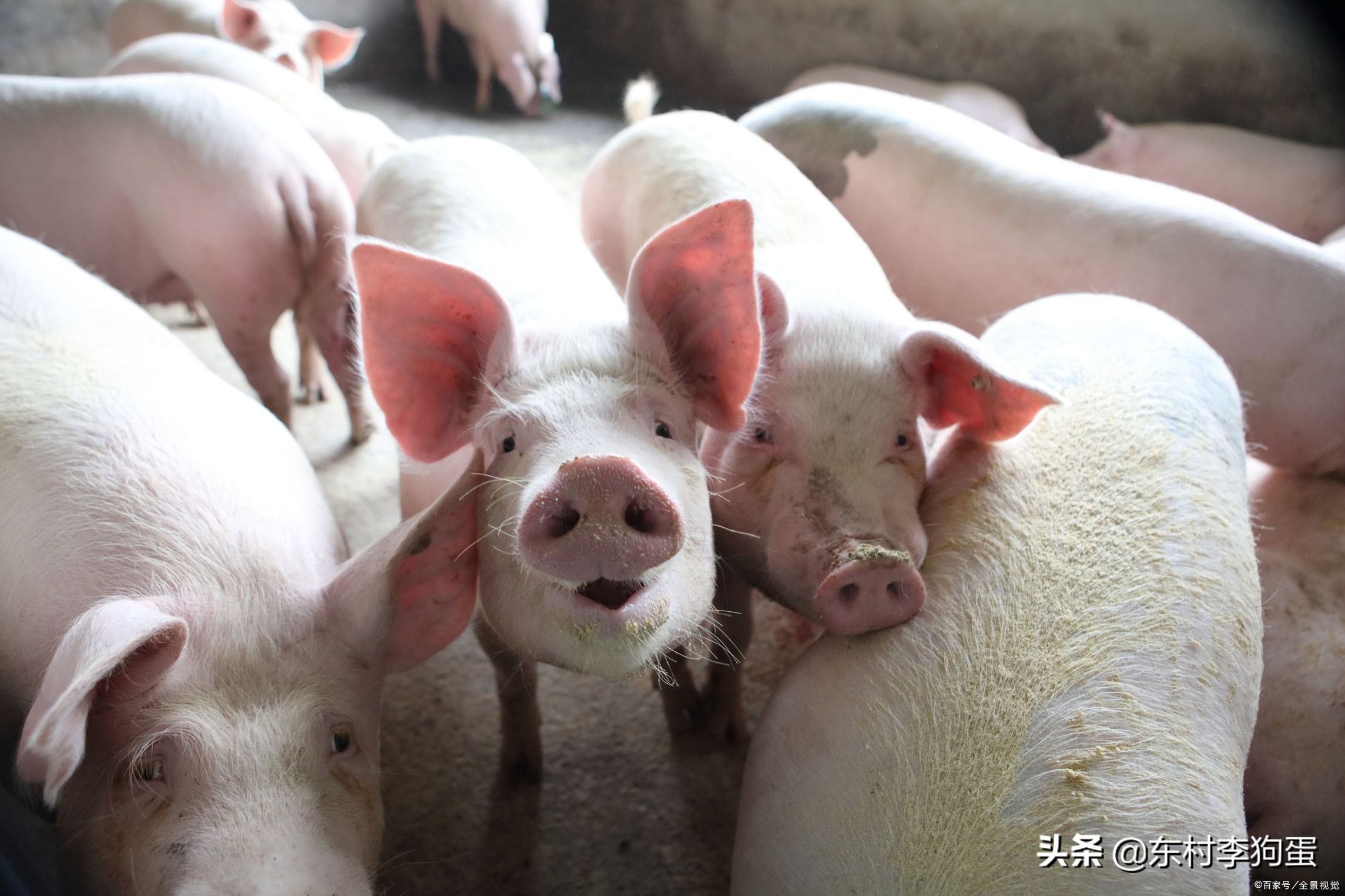 现在养殖什么最赚钱销路最好,农村最赚钱的五个养殖项目是哪些