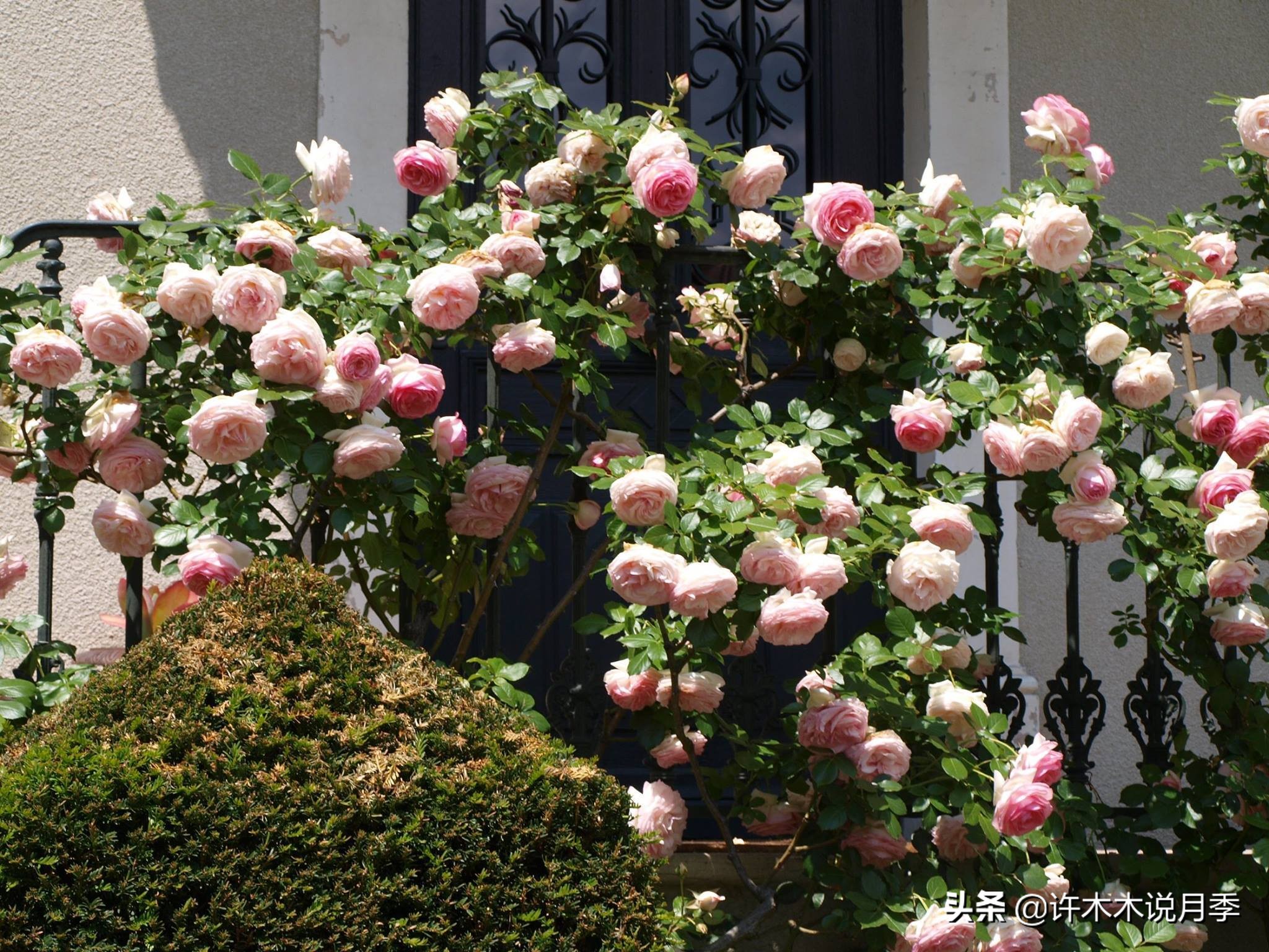 如何制作月季的肥料,月季自制液体肥怎么用最好