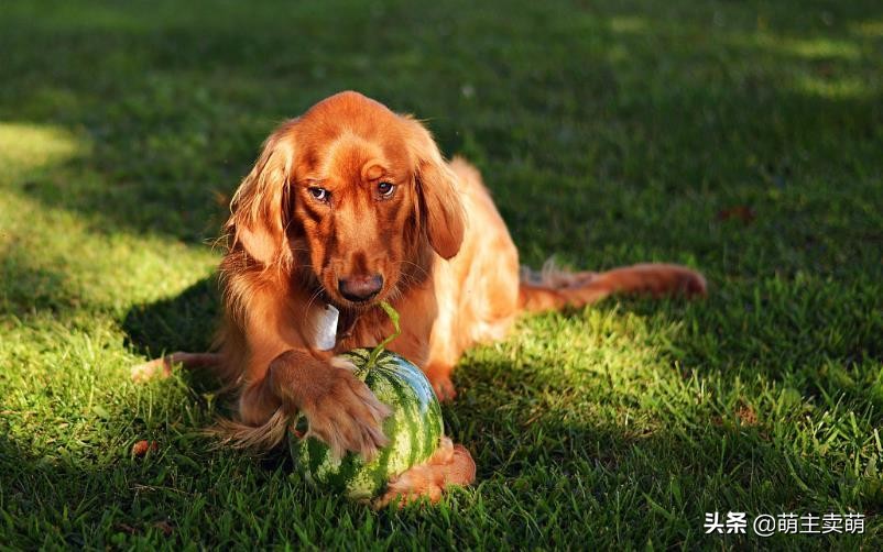 狗狗可以吃蓝莓和西梅吗,泰迪狗狗可以吃西梅吗