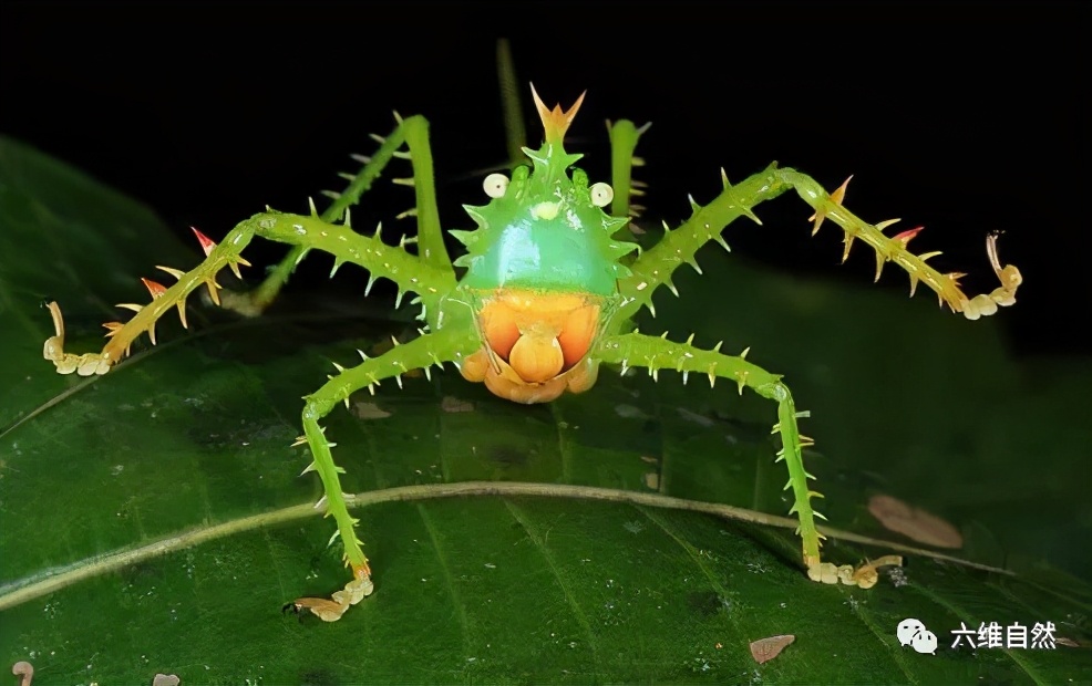 世界上有什么凶猛的昆虫,世界上最可怕最凶猛的昆虫