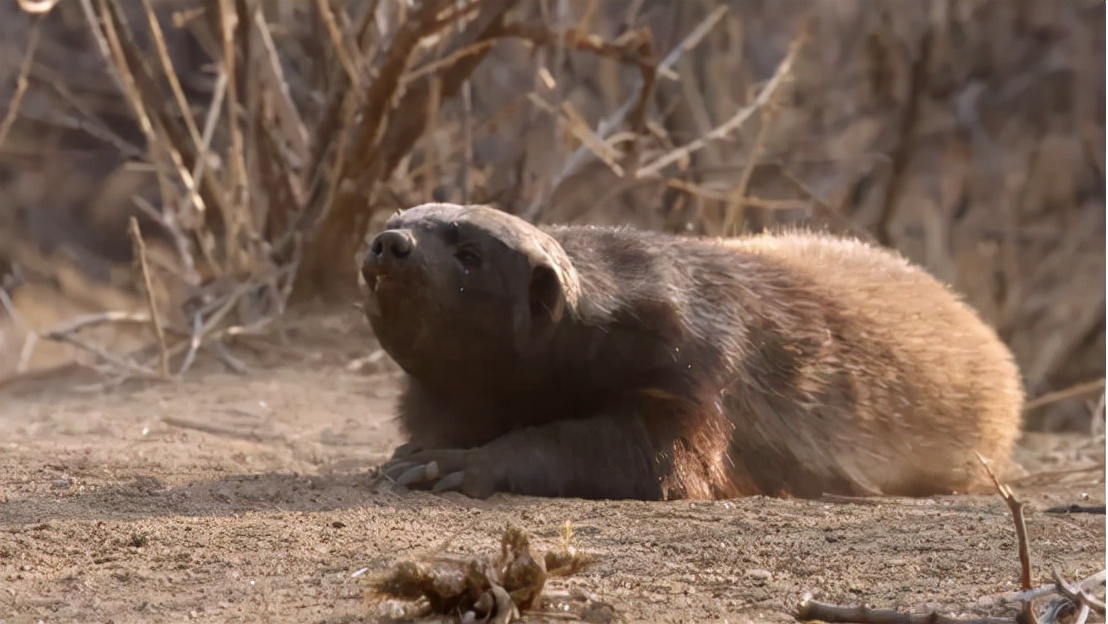 蜜獾吞食毒蛇视频,克星蜜獾专门咬很凶猛的毒蛇