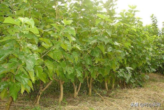 盐碱地种植什么品种树,70亩盐碱地适合种什么