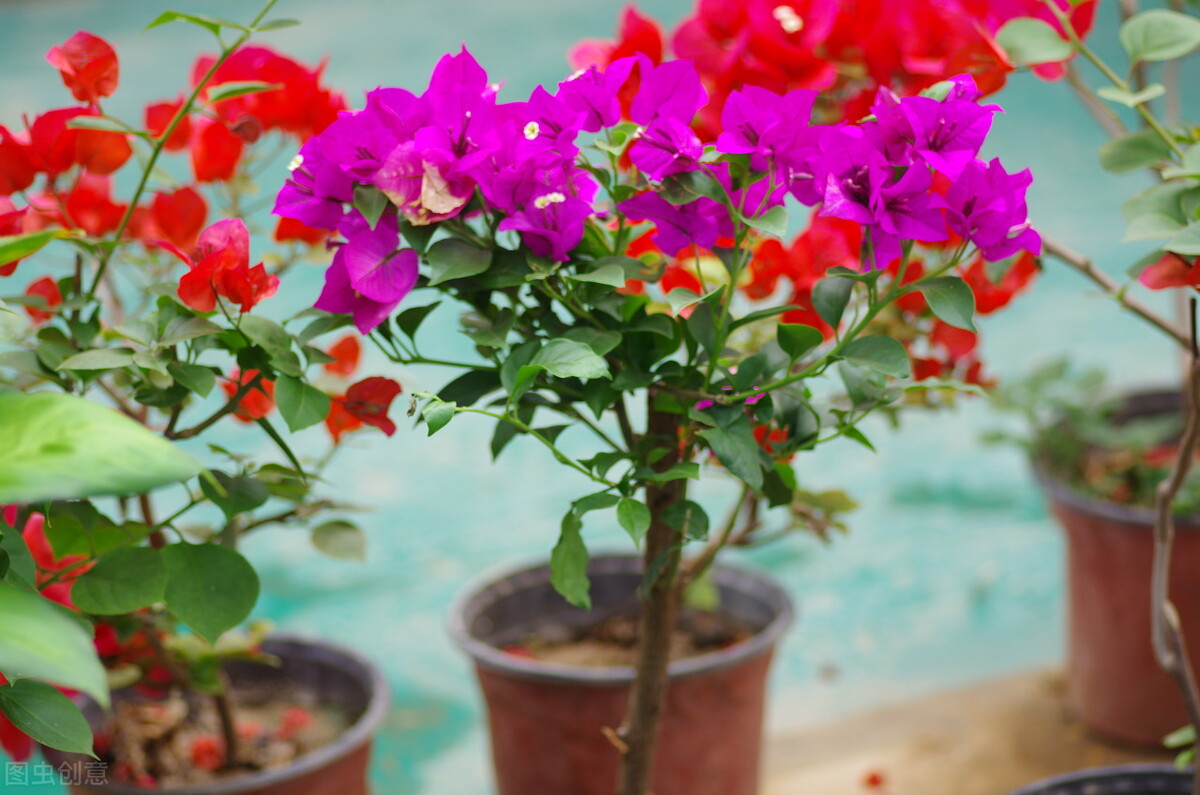 网上买花会不会被骗,网上买的花为何难栽活