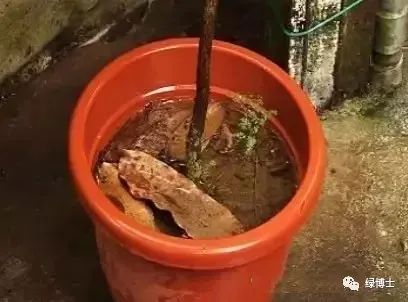 植物不开花黄叶掉叶烂根,植物黄叶烂根急救