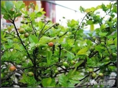 雀梅有盆景七贤之一的美称,盆景七贤之一雀梅图集