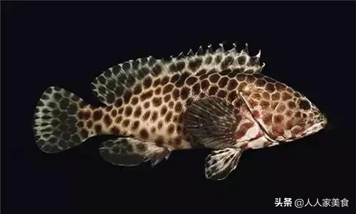 最好的十种石斑鱼,最漂亮的几种石斑鱼