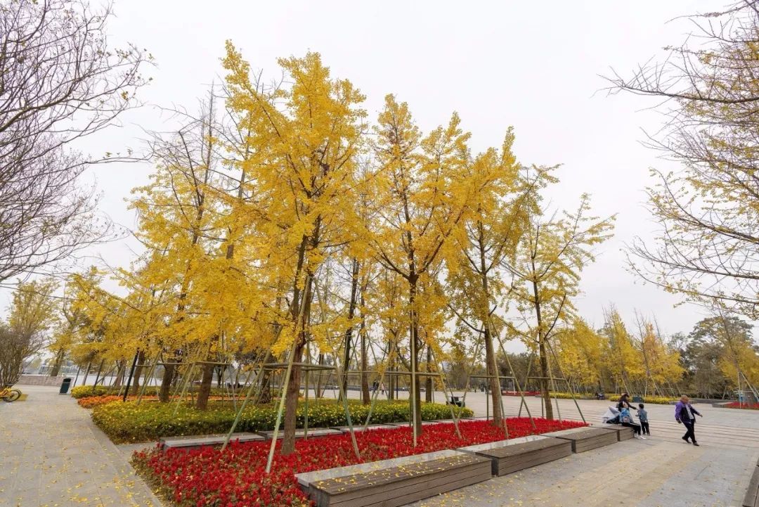 成都市区值得一去的银杏打卡,双流看银杏叶