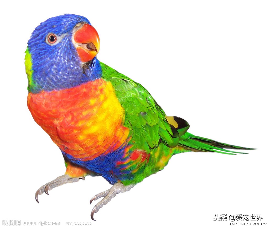 新手饲养鹦鹉必备知识有哪些,虎皮鹦鹉正确饲养喂什么蔬菜好