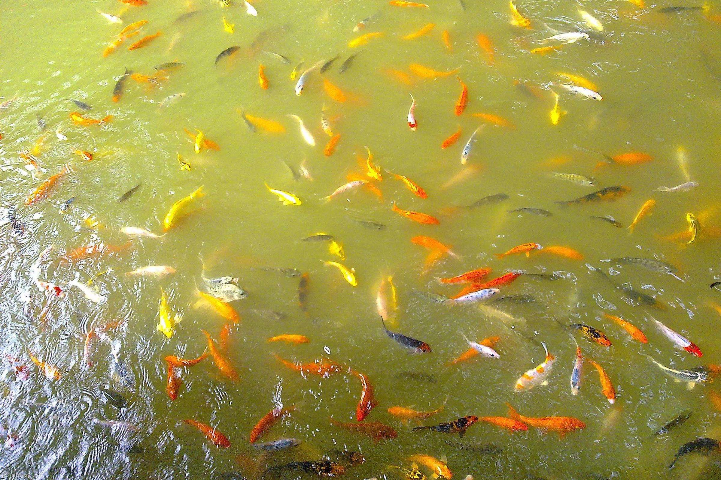 什么钓鱼小药的穿透力强、留香持久？水中穿透力最强的诱鱼小药