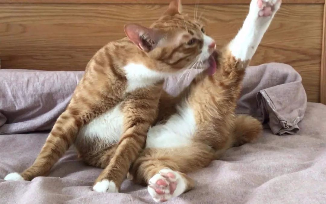 冬天给猫咪洗澡会不会感冒,猫咪冬天洗澡会感冒吗