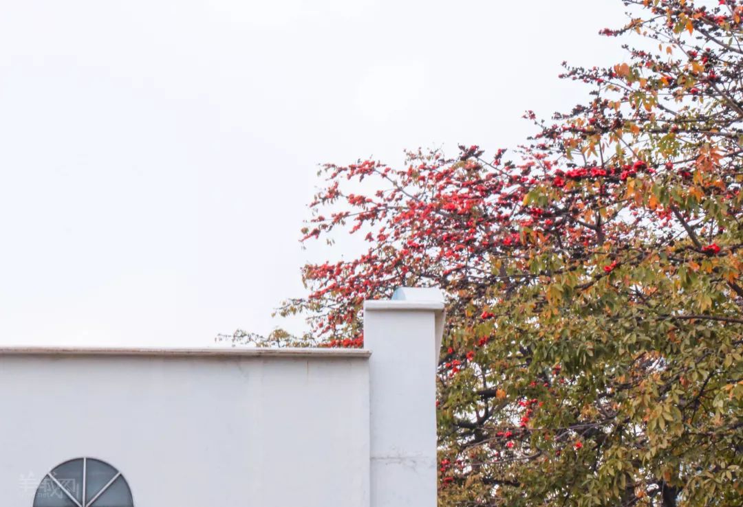 肺炎时期的情人节，广州街头是怎么样的？