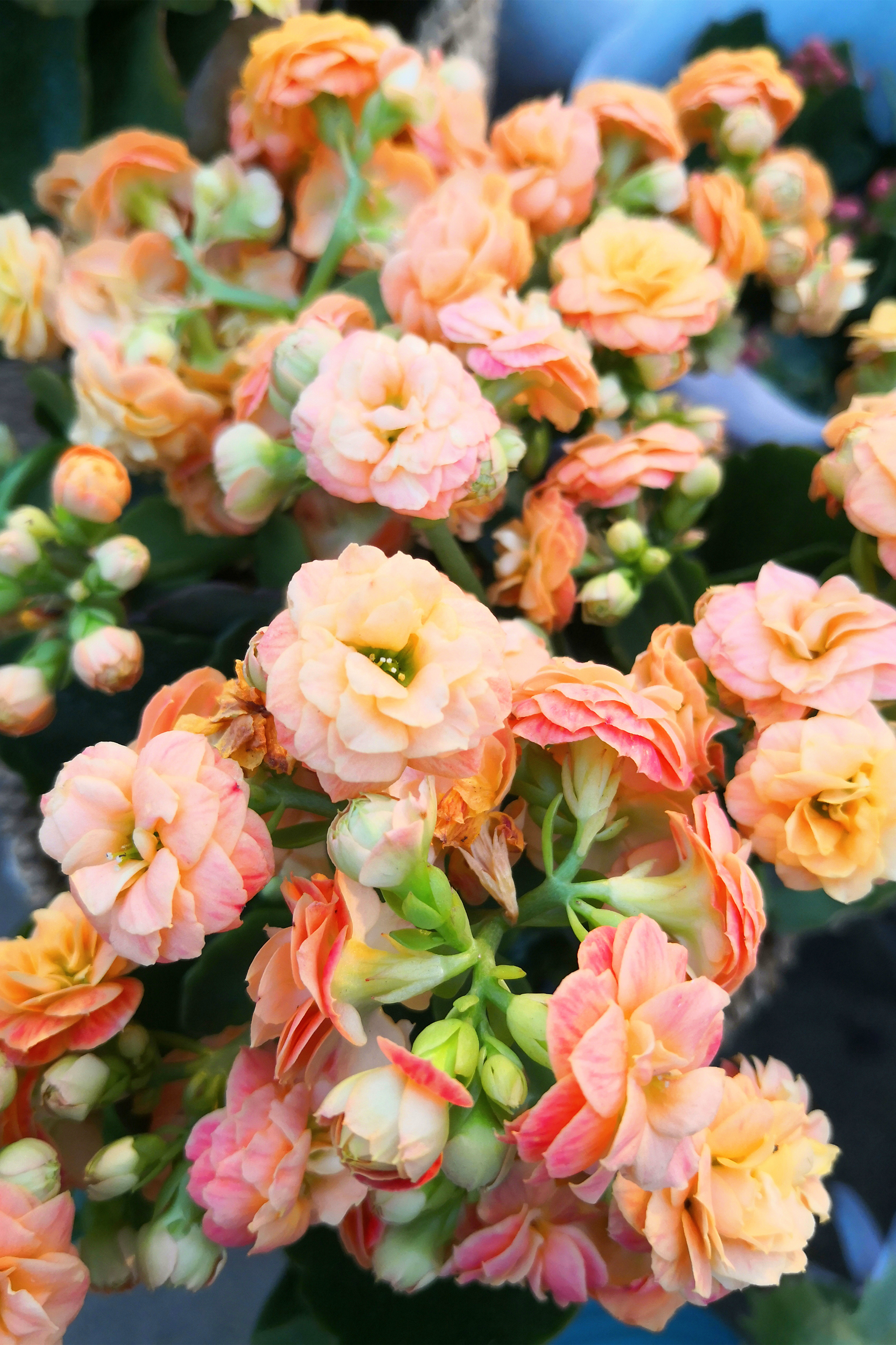 东营最大的花卉批发市场在哪里,东营地区哪里有花卉市场