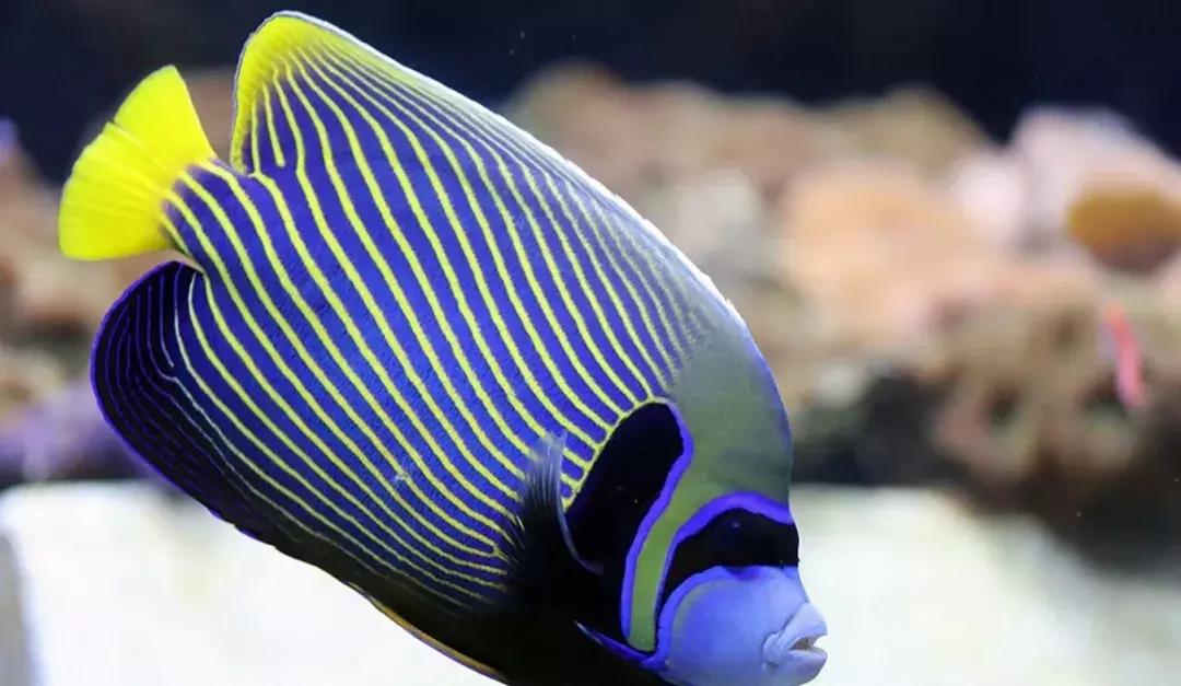 与海洋生物一起旅游,与海洋生物同游