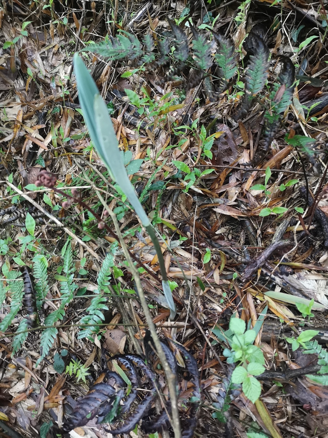 竹林深处探宝——只为了那一棵黄精