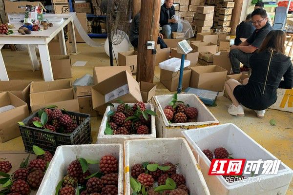 被省委书记惦记的通道小伙正带村民种山果致富