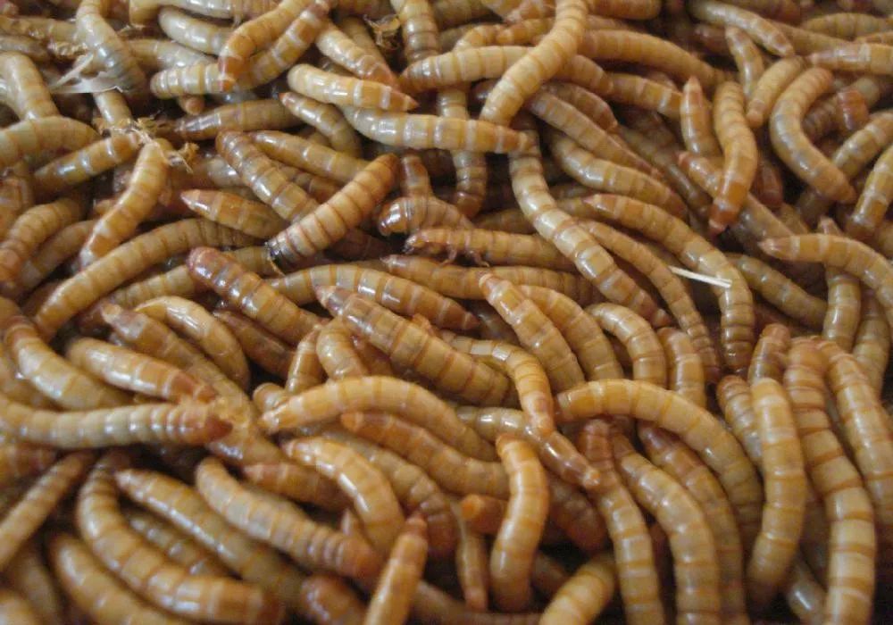 2019十大养殖品种图片,这两年最火的养殖品种