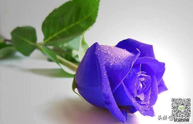 情人节玫瑰花花语大全,红玫瑰的花语情人节