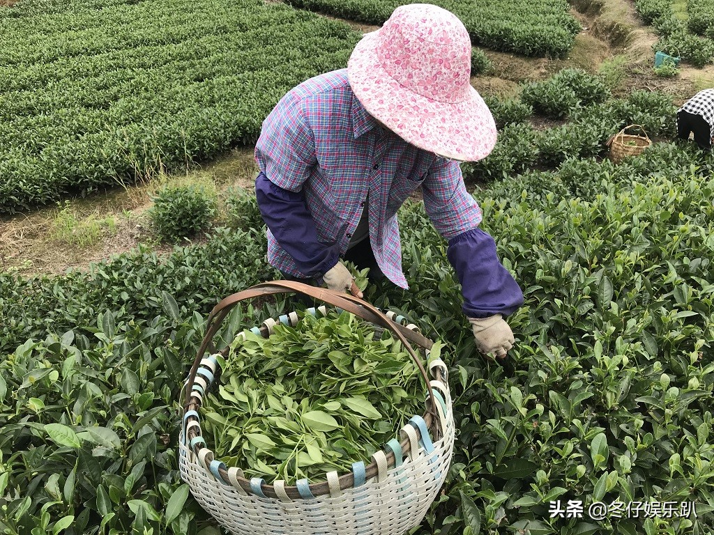 关于白茶的六大谣言,白茶过曝