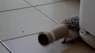 刺猬除了刺猬粮啥也不吃,刺猬爬枣树