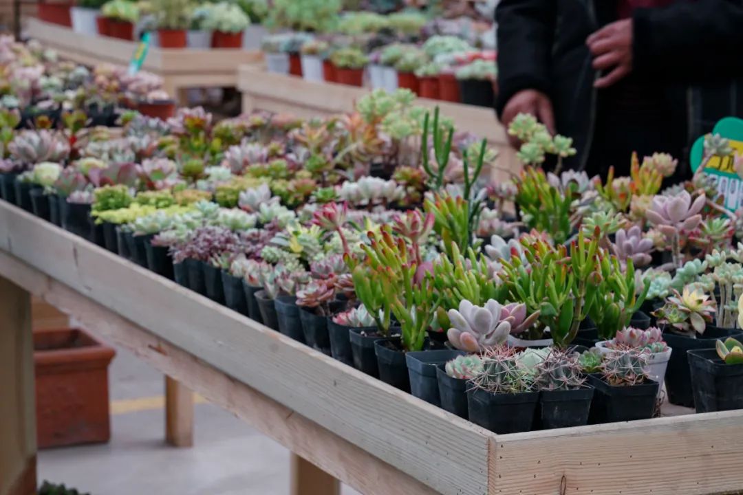 乌鲁木齐花市在哪里光明路附近,乌鲁木齐的花市在哪里