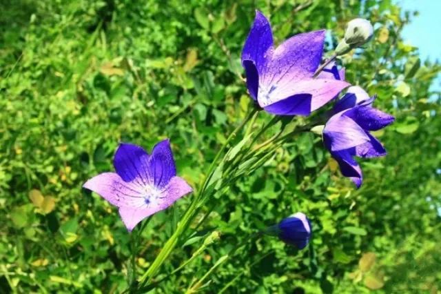 英语必背单词记忆方法,高中必背英语单词3500讲解