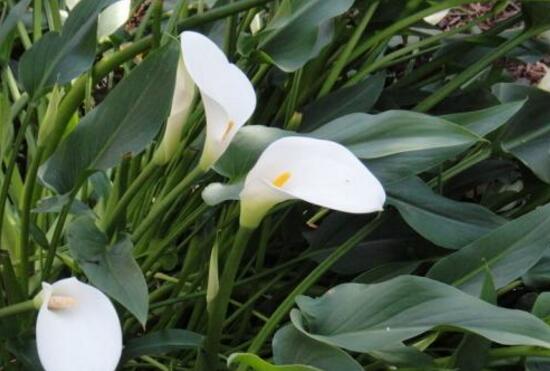 水养马蹄莲花朵发黄焦边干枯,夏天马蹄莲叶子发黄解决办法