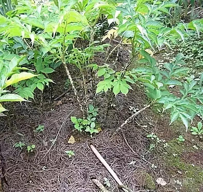 种植魔芋和种植石菖蒲哪个更赚钱,种植一亩魔芋一年能挣多少钱