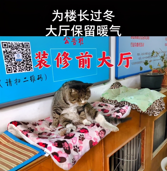 一到毕业季，我们大学的校猫就疯了哈哈哈