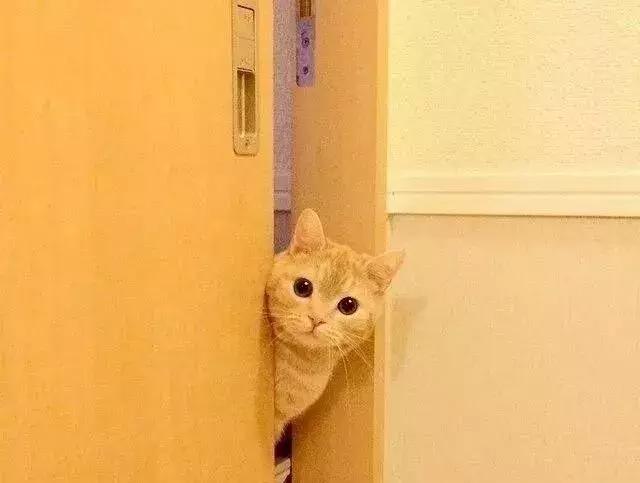 这么大人了，能不能让本喵省省心！