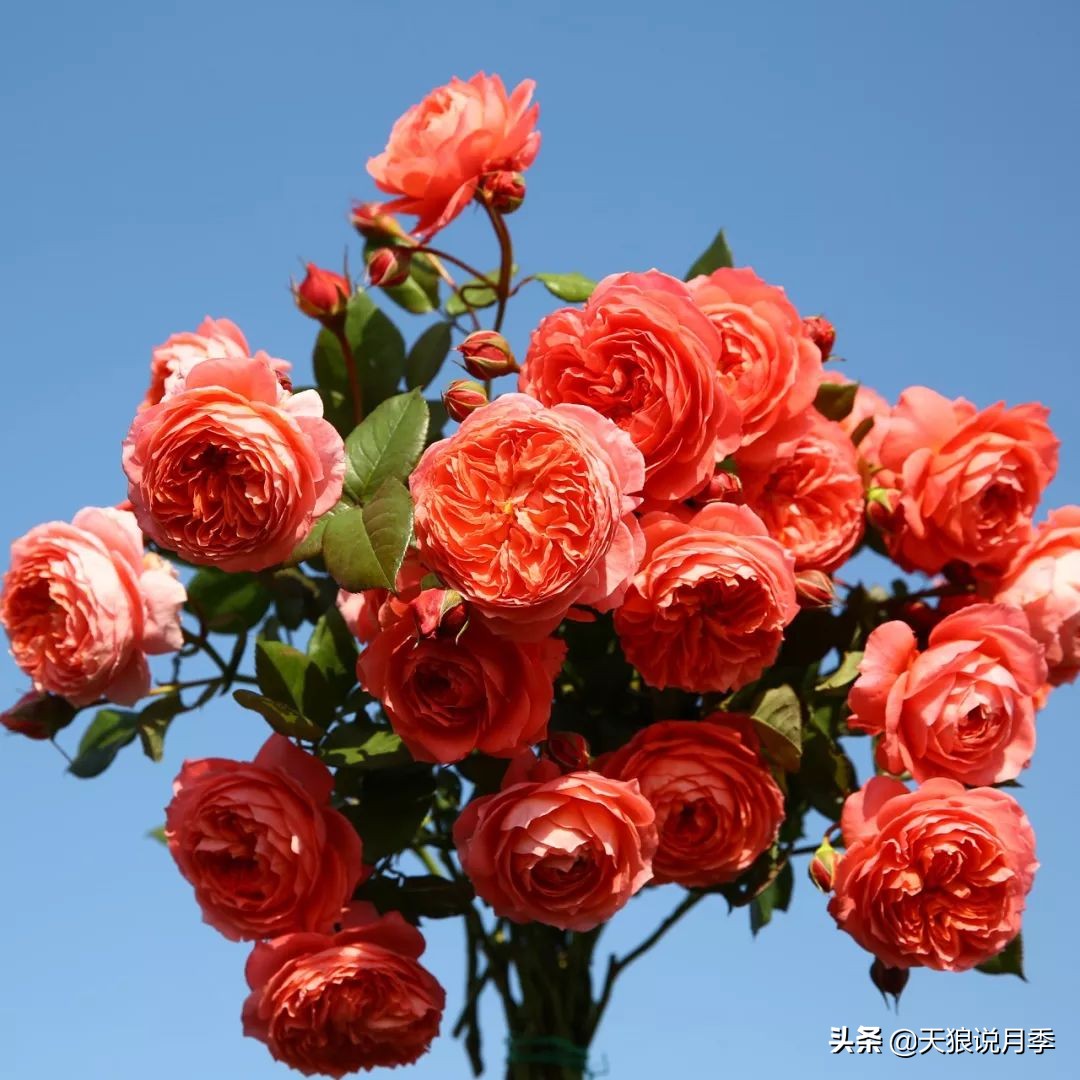 四月最浪漫的蔷薇花,最浪漫的四月花