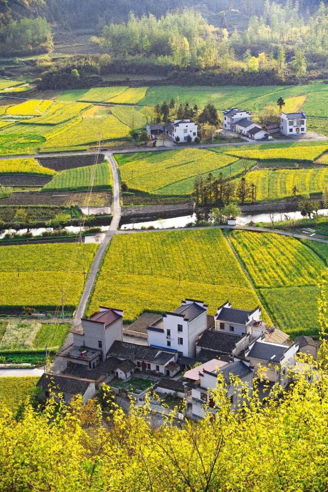 油菜花风景点,罗平县小油菜花