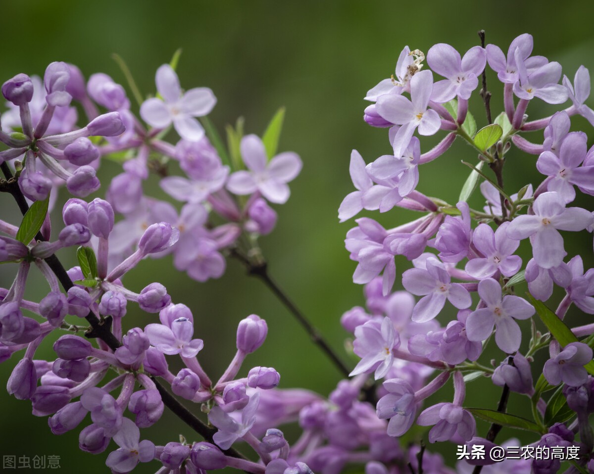 美丽有毒的植物认识11种毒花毒果,五大常见有毒植物你家里有吗