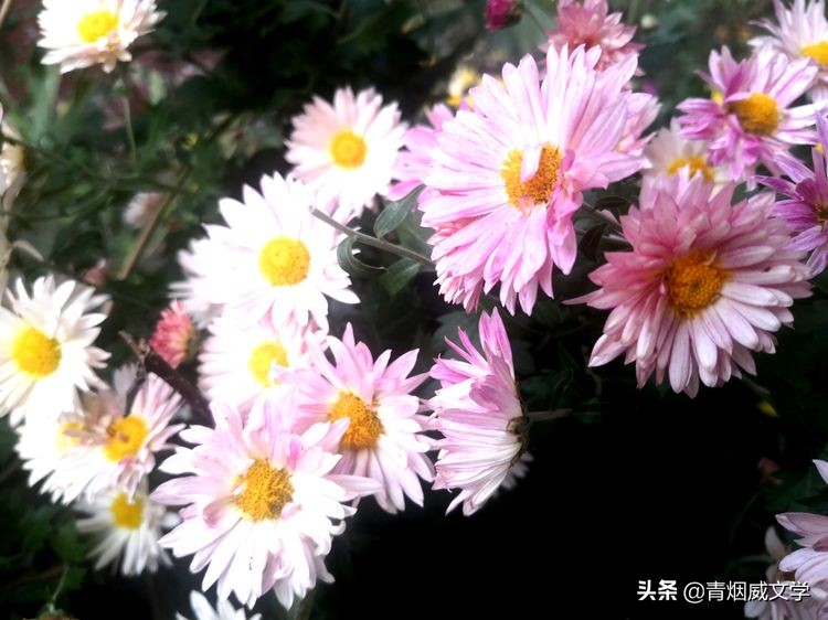 黄河｜英模｜晚秋吟（诗词六首）