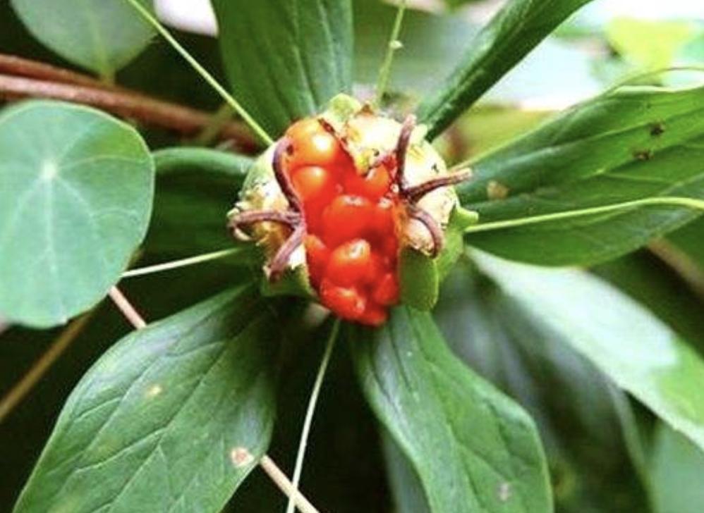 1种“杂草”花朵奇特，人称“七叶一枝花”，1公斤“900元”