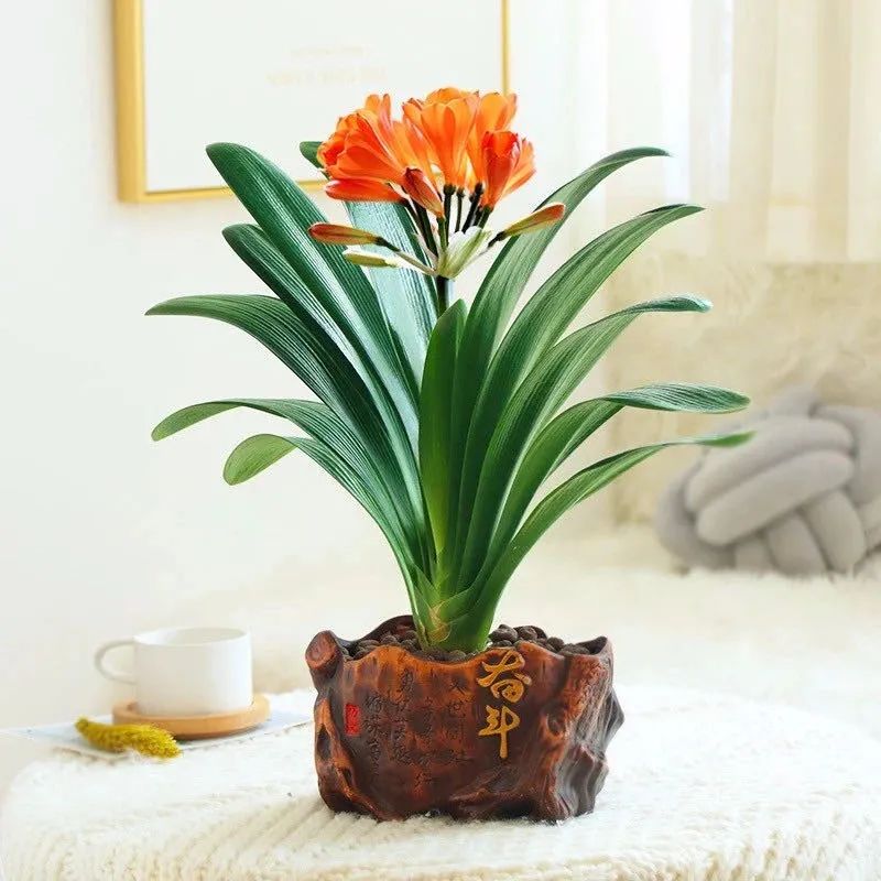 家养君子兰注意事项和养护,家中养君子兰的技巧分享